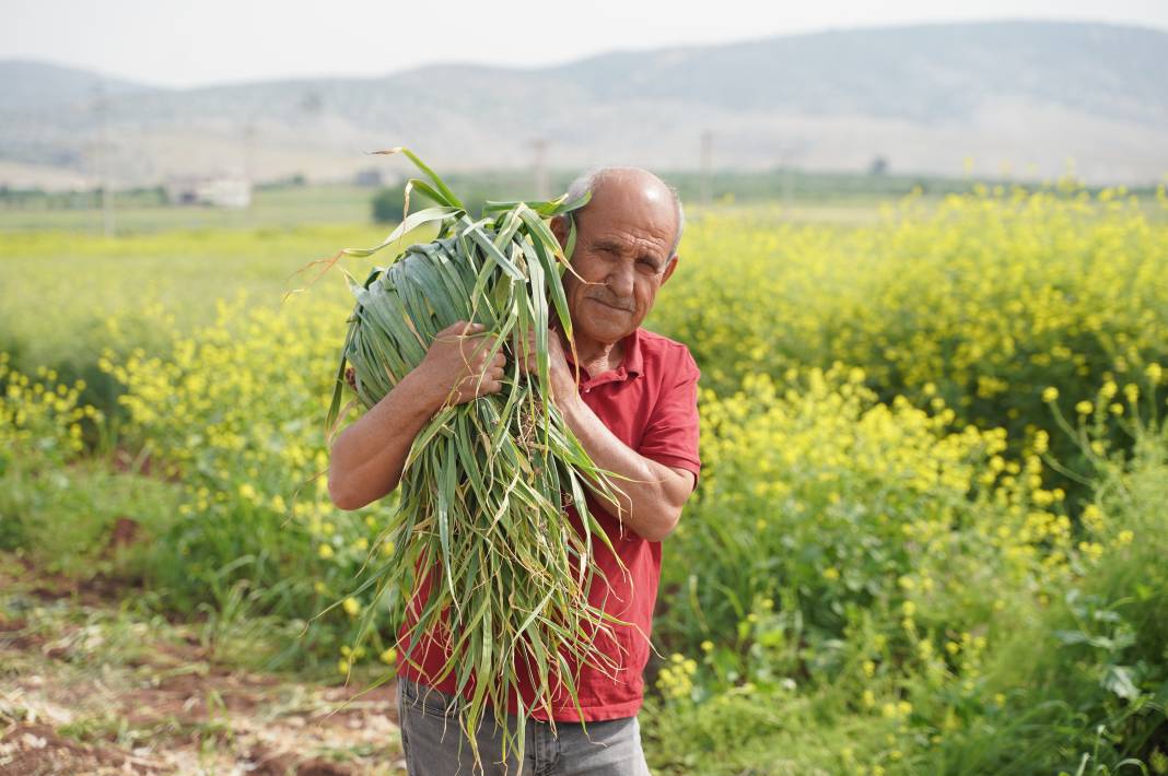 Saç dökülmesini önlüyor kabızlığı bitiriyor. Beyaz altının hasadı başladı kilosu 20 TL 8